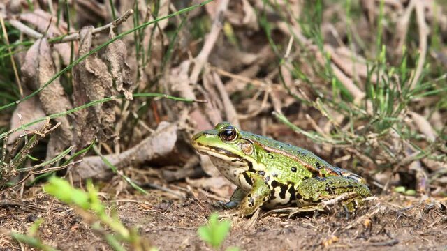 Closeup of Edible frog ( Pelophylax esculentus ) Rana esculenta