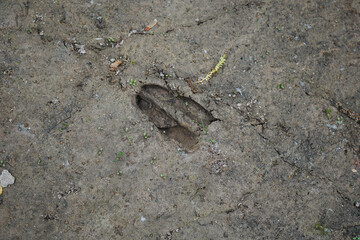 Deer Tracks near a river