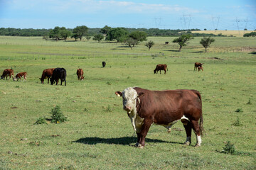 Fototapeta na wymiar Bull in Argentine countryside, Buenos Aires Province, Argentina.