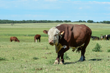 Bull in Argentine countryside, Buenos Aires Province, Argentina.