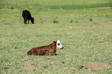 Cow calf in Argentine countryside, Buenos Aires Province, Argentina.