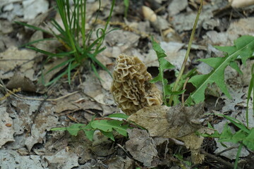 Morel Mushroom, Northern Lower Peninsula Michigan