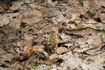 Morel Mushroom, Northern Lower Peninsula Michigan