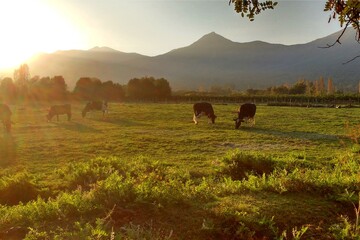 puesta de sol, vacas pastando en campo, lo miranda, doñihue, chile