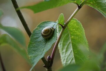 Snail on a leaf