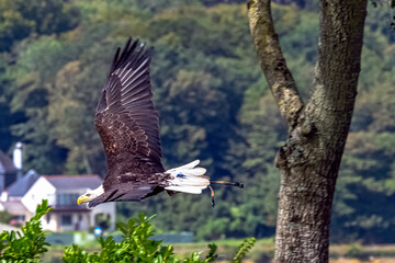 Young bald eagle (Haliaeetus leucocephalus) also known as white-headed or white-tailed eagle, sea eagle or American eagle
