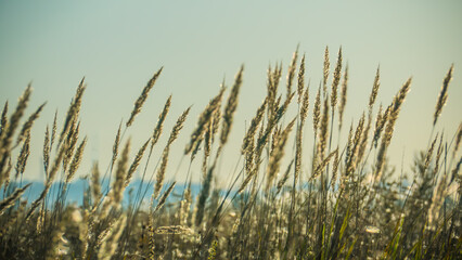 Fototapeta premium Ears of dried field grasses glow in the rays of the rising sun