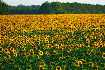 Fototapeta premium sunflower - bright field with yellow flowers, beautiful summer landscape