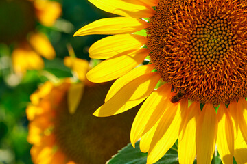sunflower - bright field with yellow flowers, beautiful summer landscape