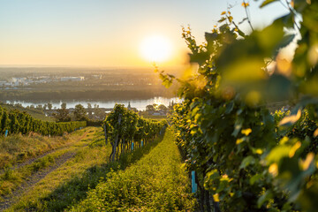 Vineyard at Kahlenbergerdorf near Vienna at sunrise in Austria
