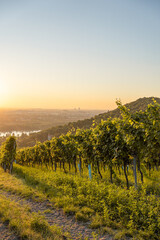 Fototapeta premium Vineyard at Kahlenbergerdorf near Vienna at sunrise in Austria