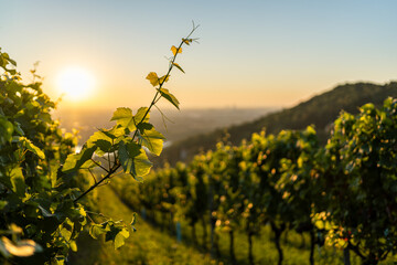 Vineyard at Kahlenbergerdorf near Vienna at sunrise in Austria