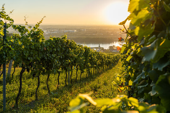 Vineyard at Kahlenbergerdorf near Vienna at sunrise in Austria