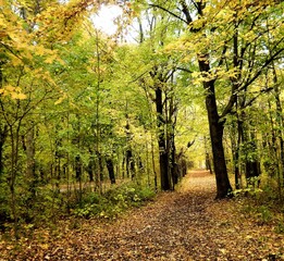 Wege im bunten Herbstwald