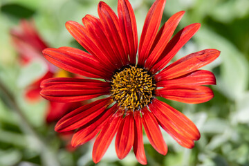 Beautiful Arctotis Hybrid Red Magic Flower