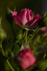 Beautiful pink roses in the garden