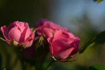 Open air pink roses in autumn