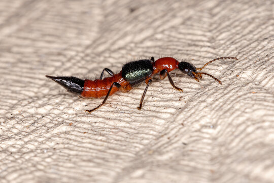 Whiplash Beetle of the Genus Paederus