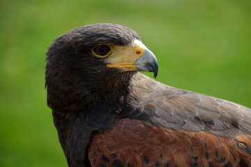 Portrait eines Wüstenbussards