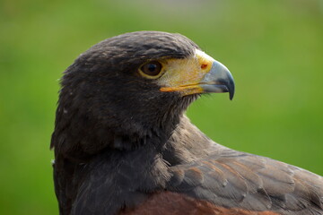 Portrait eines Wüstenbussards
