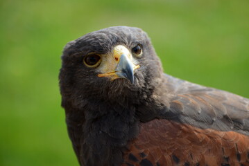 Portrait eines Wüstenbussards