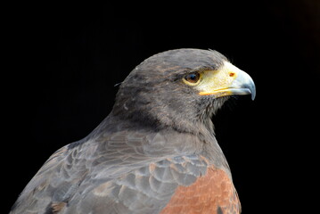 Portrait eines Wüstenbussards