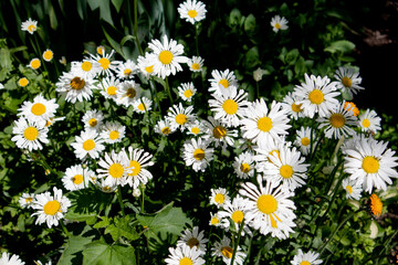 White chamomile flowers. Background of numerous white flowers