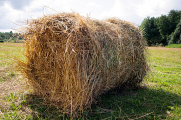 
Rolled straw. Dry yellow grass lies on a roll on the field