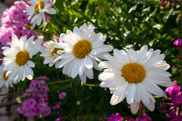 Several white daisies on a bush