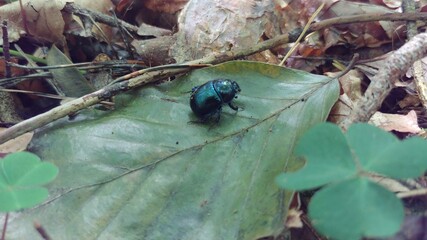 beetle on a leaf