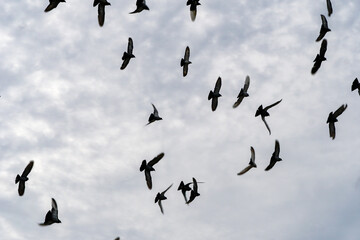 flock of doves in the sky, large, different position of the wings
