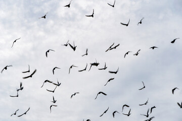 a huge flock of doves in the sky, a bird's murmur. gray cloudy cloudy sky in autumn
