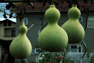ひようたん