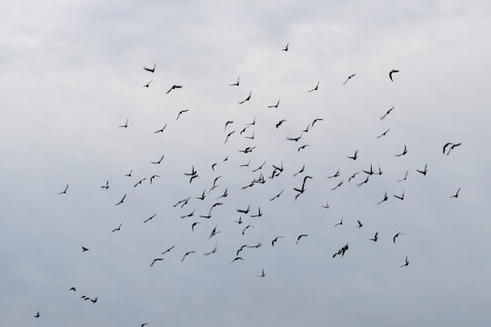 flock of doves in the sky, large, different position of the wings, murmuring birds