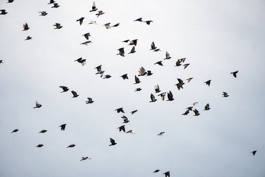 a huge flock of doves in the sky, a bird's murmur. gray cloudy cloudy sky in autumn
