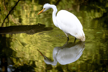 Great white egret in hunting in the pond. Stunning ripples and reflection in the water