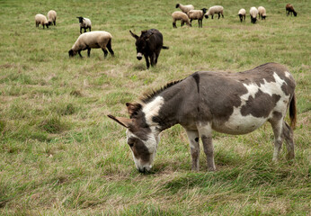 Donkey and sheep grazing