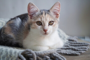 Cute tricolor kitten lies on a gray warm woolen blanket with a fringe.Concept of adorable little pets