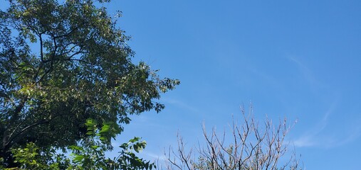sky and tree