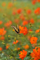 キバナコスモスとアゲハチョウ