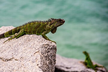 Iguanas warming in the sun on volcanic rocks. Wildlife and nature, marine Iguana.