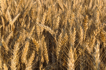 Fototapeta premium Golden wheat swaying in the wind