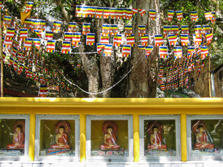 The old Bhodi tree at Dhowa Raja Maha Vihara or The Dhowa Ancient Rock templein Badulla District , Uva Province, Sri Lanka