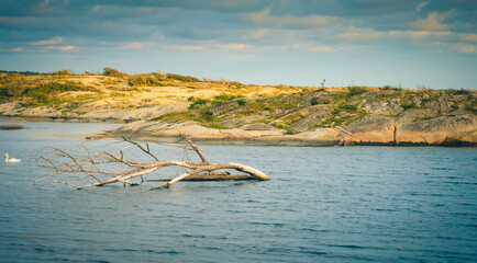 Uschnięty konar drzewa na środku zatoki nad norweskim fiordem.