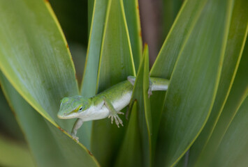 Green Anole Lizard in tuft of grass.