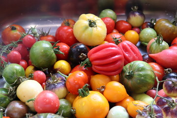 Multicolored tomatoes close-up top view, selective focus.
