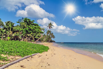 Fototapeta na wymiar Summer time sea beach coconut tree