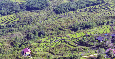 Vietnam rice fields and terraces