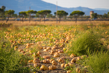 Pumpkin patch in rustic country scenery at sunset. Tuscany, Italy.