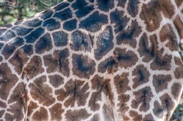 Fashionable giraffe spots, closeup